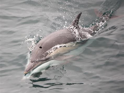 Common dolphins mating | note the second dolphin inverted sw… | Flickr