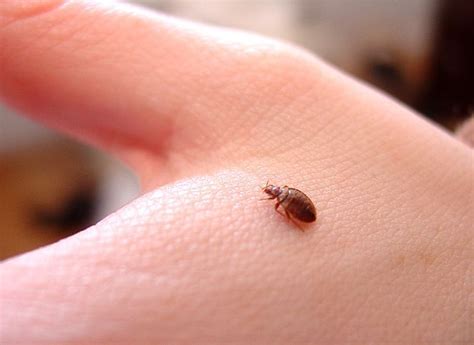a bed bug crawling on the side of a person's arm
