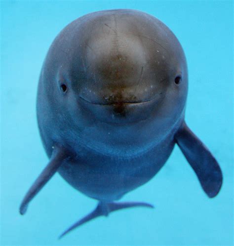 Yangtze Finless Porpoise