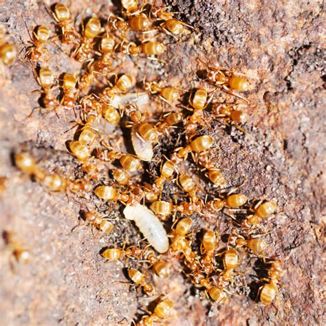 Got Ants? Here Are The Top 5 Ants That Sneak Into Homes – Safe Solutions