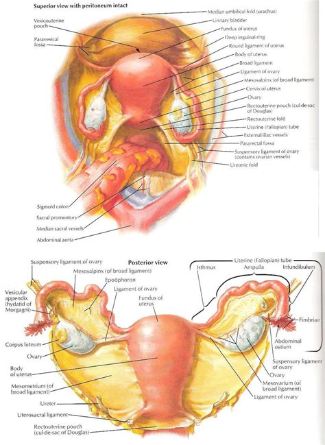 Ultrasound Leadership Academy: The Basics of Pelvic Transabdominal ...