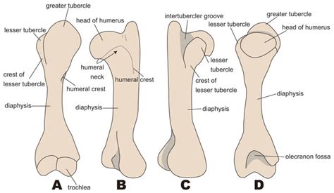 How can we reliably identify a taxon based on humeral morphology ...