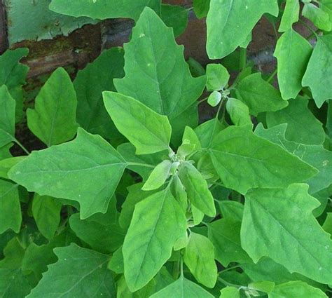 Organic Bathua (Chakotha) leaves – GreenDNA® India