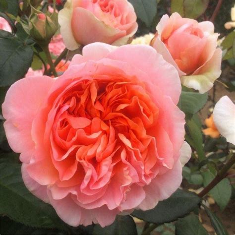 Rose Duchess of Cornwall - Shrub Rose