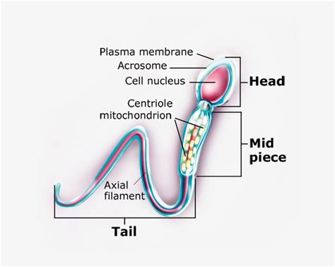 Illustration Of Sperm Cell - Diagram Transparent PNG - 640x575 - Free ...