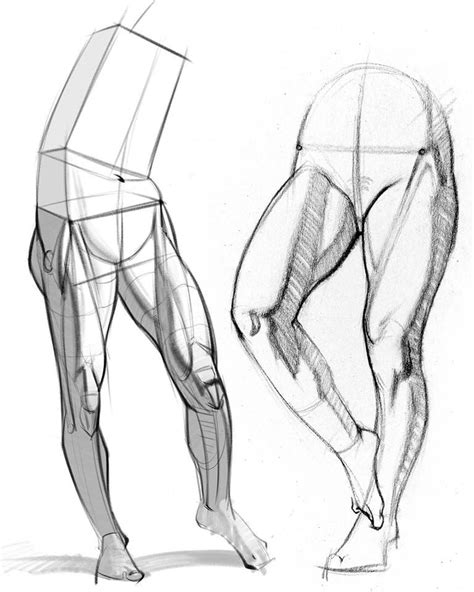 Pin by john scrogum on anatomy-leg | Human anatomy drawing, Anatomy art, Anatomy sketches