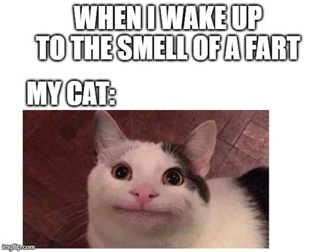 Image tagged in funny cats,farts,funny meme - Imgflip