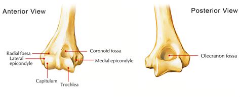 Capitulum of The Humerus – Earth's Lab