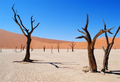 Leafless dried tree on desert Free stock photos in jpg format for free download 1.74MB