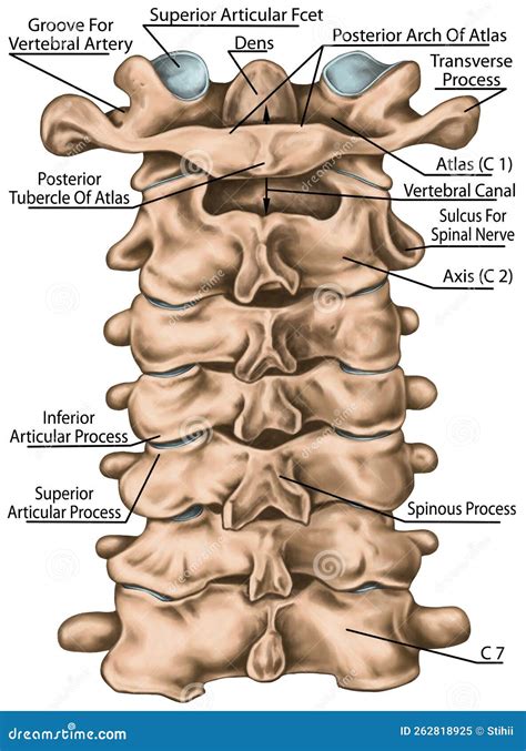Cervical Spine Ligaments Arteries Posterior View Stoc - vrogue.co