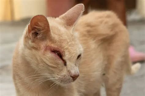 Cat Eye Infection: Symptoms, Causes, & Treatment