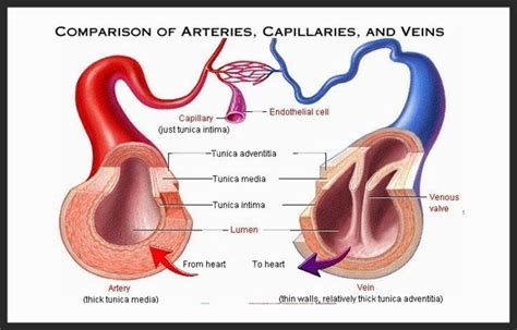 Pembahasan Soal UN Biologi 2019 Nomor 13 (Pembuluh Darah Arteri, Vena ...