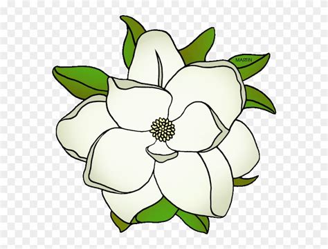 Download State Flower Of Mississippi - Magnolia Flowers Clipart Black ...