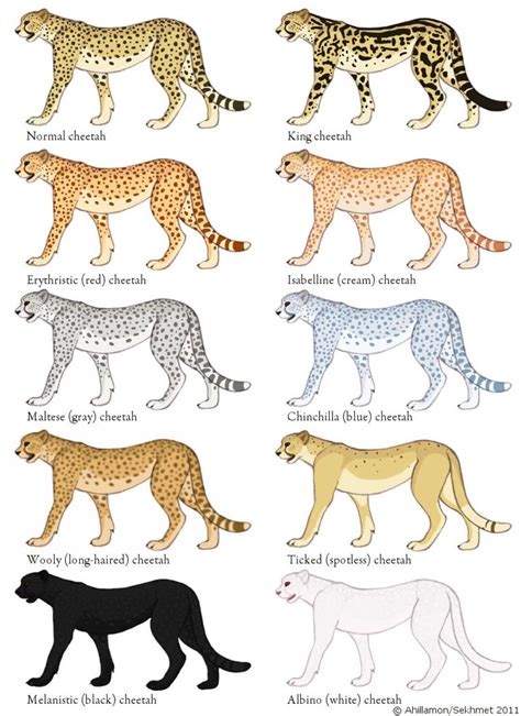 Cheetah Color Mutation Guide by ahillamon on DeviantArt