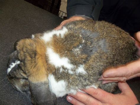 Cheyletiellosis Rabbit Fur Mites - toxoplasmosis