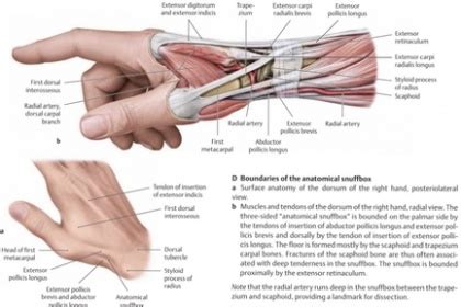 Anatomical snuff box - Physiopedia