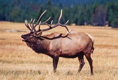 Elk in Yellowstone National Park Stock Image - Image of fall, nature ...