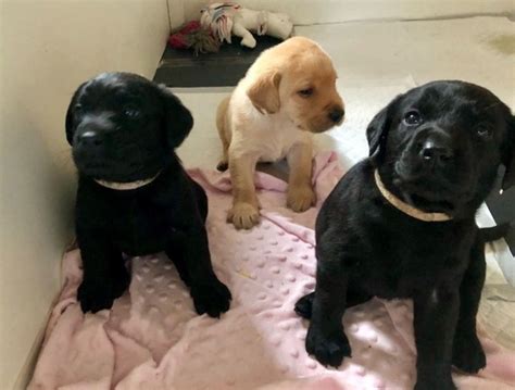 Labrador puppies ready for adoption.