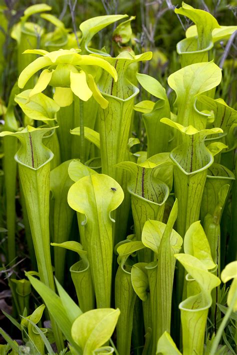 Sarracenia oreophila, Green Pitcher Plant in habitat, IUCN… | Flickr