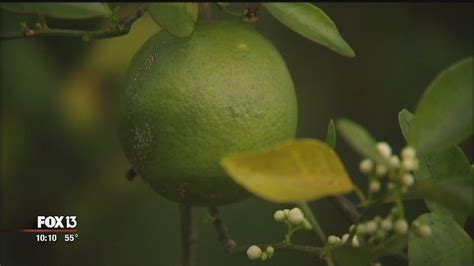 Laser treatment could be answer to citrus greening