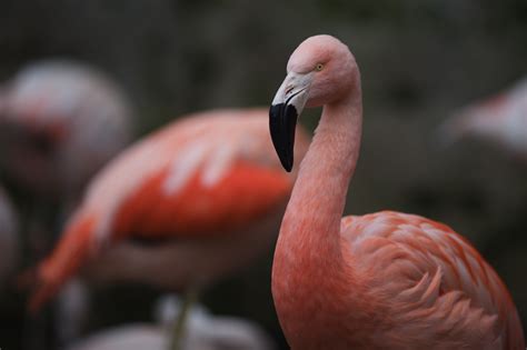 Definitive Guide To Chilean Flamingo Facts, Habitat, Conservation Status, Zoo Populations ...