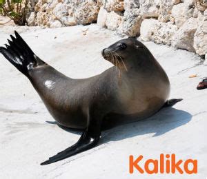 The Blue Lagoon Sea Lions | Bahamas Dolphin Encounters