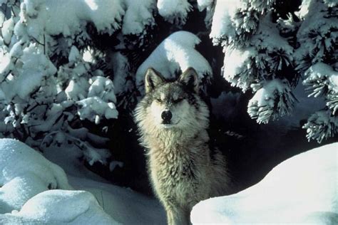 Free picture: endangered, gray wolf, peers, snow, covered, shelter