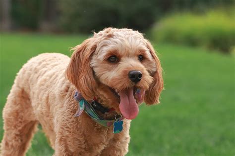 Cavapoo: Know All About This Miniature Poodle Breed!