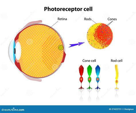 Retina. Rod Cells And Cone Cells. Vector Stock Vector - Illustration of ...