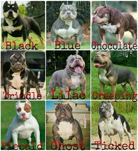 Tri color chart | Bully dog, Bully breeds dogs, Dogs