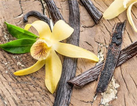 Everything You Need to Know About Growing a Vanilla Orchid