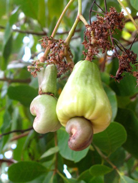 Market Manila - Fresh Kasoy / Cashews - Fruit