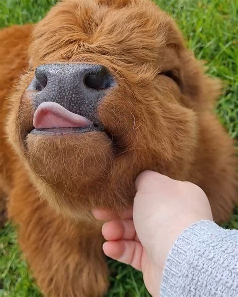 Ten-day-old baby highland cow 🥰 | A family of miniature highland cows welcomes its newest baby ...