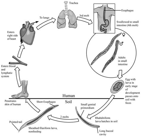 Untitled Document [www.drchurchbiology.com]