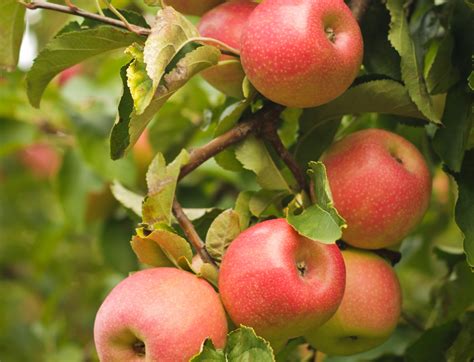 Pink Lady gives UK consumers a chance to name apple trees in France - Produce Business UK