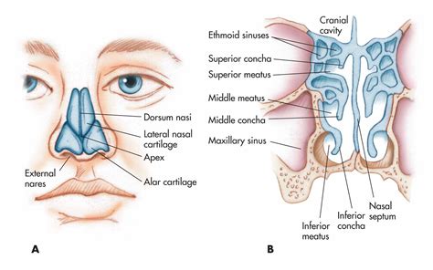 Nose, nasal cavity, and pharynx: (A) nasal cartilages and external structure; (B) meatus and ...