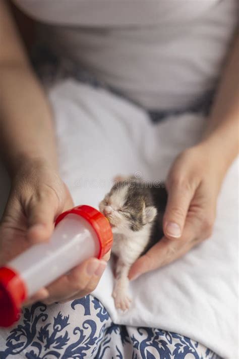 Woman Bottle-feeding Kitten Stock Image - Image of adorable, fluffy: 153923949