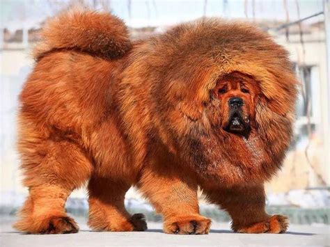 Get to Know the Powerful Tibetan Mastiff | Always Pets