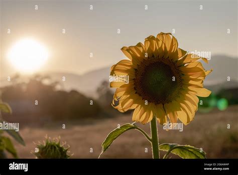 Field blooming sunflowers on a sunset background. Silhouette of sunflower field landscape Stock ...