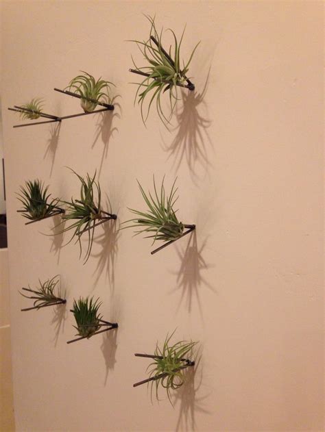 Air plant wall mount display ideas