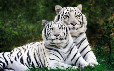 White Tiger Wallpapers Free - Wallpaper Cave