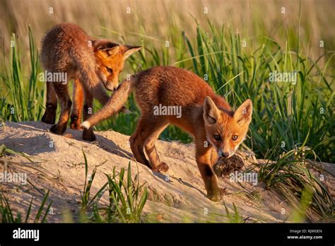 Red fox cubs hi-res stock photography and images - Alamy