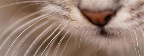 Why Cats Have Whiskers and How They Use Them | Hartz