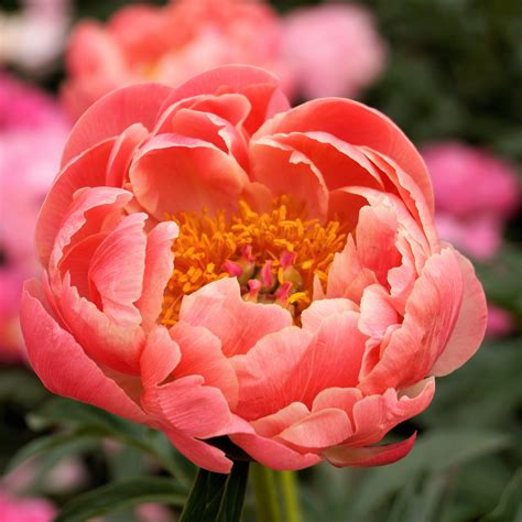 Peony Flowers For Sale Uk - Mother's Day Plants for Presents 2016 - Peony or paeony plants are a ...