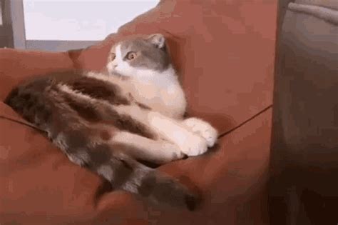 Cat Wide Eyes GIF - Cat Wide Eyes Cute - Discover & Share GIFs