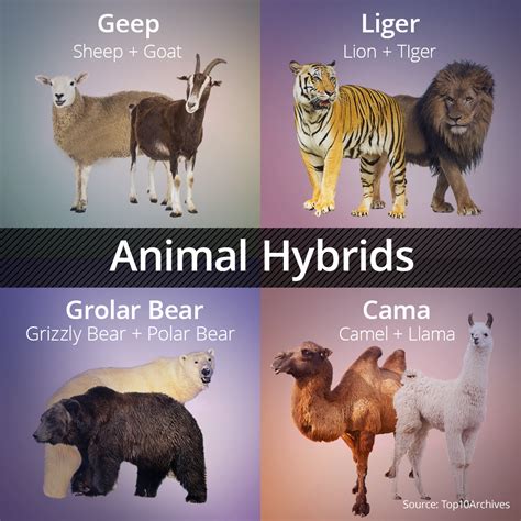 Top 10: Most Amazing Animal Hybrids from Top10Archive | Animals, Pet tiger, Calico cat facts