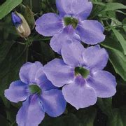 10 Seeds Thunbergia grandiflora .Blue sky vine. Bengal Clock vine Seeds | Plants, Backyard ...