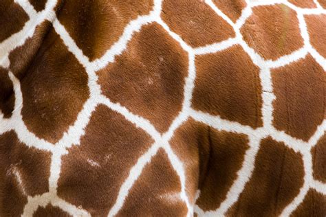 TRUTH OR TAIL: Giraffe spots are like fingerprints| Cleveland Zoological Society | July 06, 2023