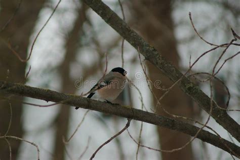 Bullfinch, Migratory Birds of Russia Stock Image - Image of fauna, russia: 141491183