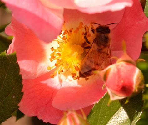 Worker Bee At Work, bee pollination, honeybee, worker bee, macro bee ...